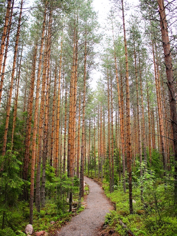 Finnland Wald © Unsplash