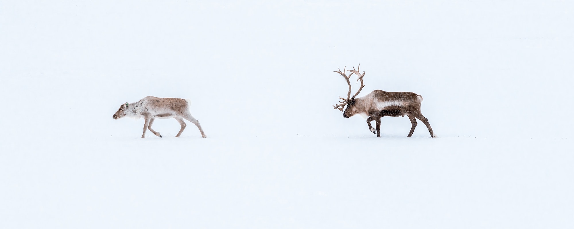 Reindeers in snow